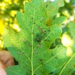 oak lace bug 