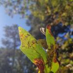 Oak leafminer in white oak