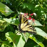 The always impressive eastern tiger swallowtail butterfly viewed on 10/4/17 in Boylston, MA. (Simisky)