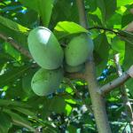 Pawpaw tree fruit (G. Njue)