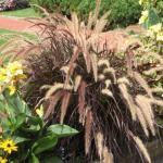 Annual Fountain Grass (Pennisetum setaceum 'Rubrum')
