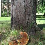 Annual mushroom produced by Phaeolus schweinitzii (brown cubical rot) at the base of an Austrian pine (Pinus nigra).