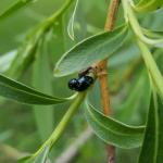  Willow Leaf Beetle (T. Simisky)