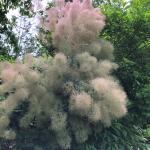 (photo 2) Cotinus coggygria ‘Young Lady’
