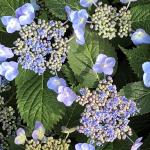 (photo 3) Hydrangea ‘Blue Billow’