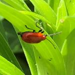 (photo 4) Lily leaf beetle