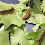 (photo 5) Gypsy moth caterpillar and pupa