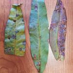 Evidence of leafmining activity on Prunus persica submitted to the UMass Plant Diagnostics Laboratory on 10/4/2023. This sample was confirmed to have activity from the pear leaf-miner, Phytomyza persicae, present. Photo: Tawny Simisky, UMass Extension.