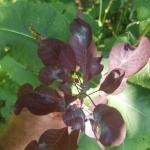 Powdery mildew on purple smokebush, Cotinus coggygria. (R.Norton)