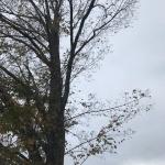 Premature fall leaf drop from maple (R. Kujawski)