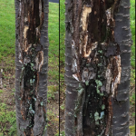 Sunscald injury on the southwest side of the trunk of Japanese Flowering Cherry (Prunus serrulata). Ornamental cherry and plum are particularly susceptible to sunscald injury.