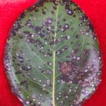 Foliar blight on Manchurian pear (Pyrus ussuriensis) caused by Entomosporium mespili. 