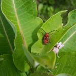 An adult red milkweed beetle (long horned beetle) seen on milkweed on 6/27/18 in Amherst, MA. (Photo: T. Simisky)
