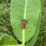 Red milkweed beetles seen on their namesake host in Amherst, MA on 7/10/2023. Photo courtesy of Angie Madeiras. 