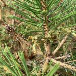 Redheaded pine sawfly larvae on Pinus x densithunbergii ‘Jane Kluis’ seen on 9/10/2022 in Florence, MA. Note that Btk (Bacillus thuringiensis kurstaki) does not work on sawfly caterpillars. (Photo courtesy of: Daniel Lyons.) 