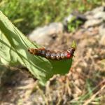 A redhumped caterpillar found feeding on redbud on 9/1/19 in New Salem, MA. (Image courtesy of Angie Madeiras, UMass Extension)