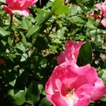 Rosa 'Radcon', pink knockout rose  (photo: Mark Richardson)