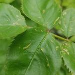 Rose slug sawfly larvae on rose (R. Norton)