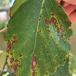 Small, angular spots and coalescing blotches are symptoms of Septoria leaf spot on birch.