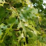 Spongy moth caterpillars feeding on oak (R. Norton)