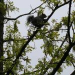 An eastern gray squirrel high in the canopy of a bur oak in Amherst, MA on 5/15/18. This squirrel was methodically snipping of the tips of branches and had dropped dozens of them to the ground. (Photo: T. Simisky)
