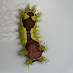 A stinging nettle caterpillar found in Essex County, MA on 8/16/2023. Photo courtesy of David Larson.