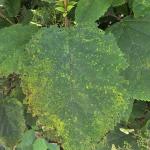 Symptoms of hydrangea rust on upper leaf surface on H. arborescens (R. Norton)
