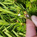 Taxus mealybugs continue to feed in Amherst, MA as observed on 6/19/19. (Tawny Simisky, UMass Extension)