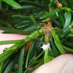 Slightly larger taxus mealybugs were viewed on 6/13/18 in Amherst, MA. (Photo: T. Simisky)