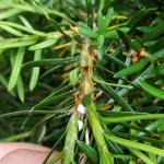 Taxus mealybugs continue to be active at a location in Amherst, MA as of 6/27/18. (Photo: T. Simisky)