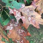Tubakia leaf blotch