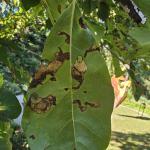 Tupelo leaf miner damage on Nyssa sylvatica leaf (R. Norton)