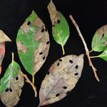Feeding damage from the native tupelo leafminer (Antispila nyssaefoliella) on Nyssa sylvatica 'Green Gable' foliage submitted to the UMass Plant Diagnostics Laboratory. Photo: Tawny Simisky, UMass Extension.