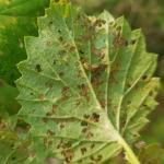 Viburnum leaf beetle larvae (R. Norton)