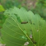 Viburnum leaf beetle on arrowwood viburnum (R. Norton)