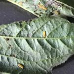Viburnum leaf beetle larvae.  photo:Geoffrey Njue 