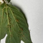 Viburnum leaf beetle larvae on American cranberry viburnum leaf.