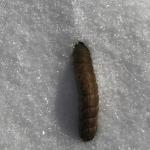 Winter cutworm (R. Kujawski)
