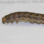 Winter cutworm caterpillar (photo courtesy of Michigan State University)