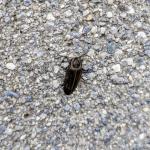An overwintered adult winter firefly seen in Hampshire County on 4/8/2024. Photo: Tawny Simisky, UMass Extension. 