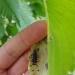 Sometimes when you open a leaf that has been curled shut by the activity of the woolly elm aphid, instead of finding multitudes of aphids within, you find a robust and happily fed ladybeetle larva. This individual was seen on 6/13/18 in Amherst, MA. (Photo: T. Simisky)