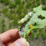 Woolly elm aphids seen when pulling apart curled foliage in Amherst on 6/7/17. This aphid alternates between elm and an additional host. Winged individuals are present that will soon migrate to the roots of Amelanchier. Multicolored Asian lady beetles were seen in very large numbers on this particular tree, and their brightly colored yellow eggs were laid expertly right next to this crowded aphid colony. (Simisky, 2017)