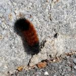 The woolly bear caterpillar is the immature stage of the Isabella tiger moth. Spoiler Alert: the width of the brown band is not a reliable predictor of our upcoming winter weather or severity. (Simisky, 2017)
