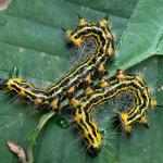 Yellow-necked caterpillars found feeding on American beech on 9/1/19 in Goshen, MA. (Image courtesy of Nicholas Brazee, UMass Extension)