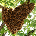 Another swarm in a tree