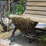 A swarm on a park bench