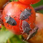 Brown Marmorated Stink Bug Monitoring