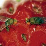 Spotted Wing Drosophila Management