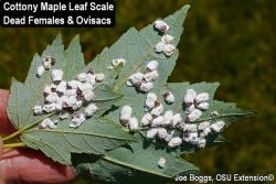 Cottony maple leaf scale (Pulvinaria acericola). Photo: Joe Boggs, Ohio State University Extension.