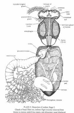 drawing of honey bee anatomy